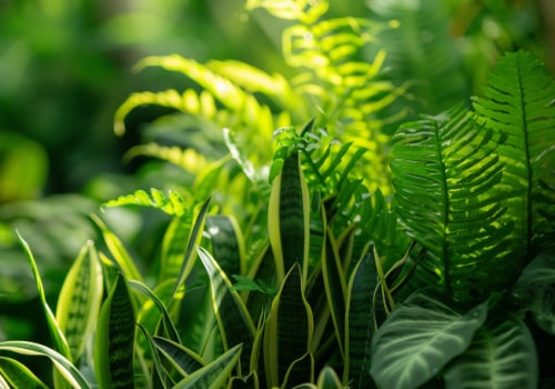 Find The Best Top Air Purifying Plants To Pair With AC Filters Near Me